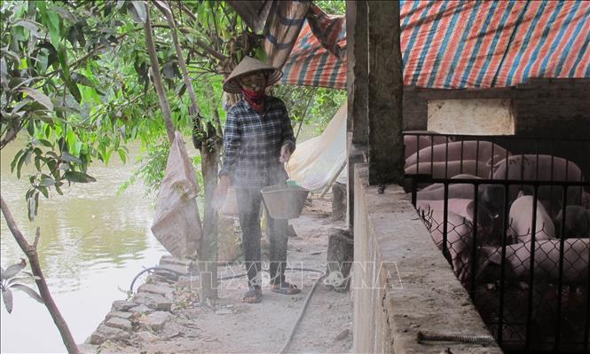 Xuất hiện thêm ổ dịch tả lợn Châu Phi tại TP Ninh Bình